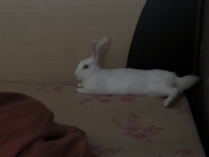 My Bunny- (Rabbit Y)